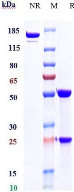 Invitrogen EphB4 Biosimilar Recombinant Monoclonal Antibody:Anticuerpos:Anticuerpos