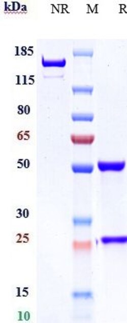 Invitrogen EphB4 Biosimilar Recombinant Monoclonal Antibody:Antikörper:Primärantikörper