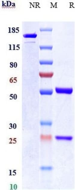 Invitrogen FGF2 Biosimilar Recombinant Monoclonal Antibody 100 &mu;g; Unconjugated:Antibodies,