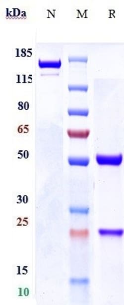 Invitrogen FGFR3 Biosimilar Recombinant Monoclonal Antibody 100 &mu;g:Antibodies,