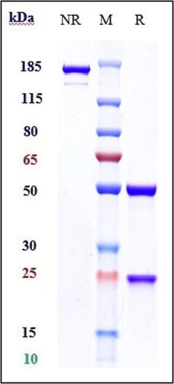 Invitrogen Vofatamab Recombinant Monoclonal Antibody 100 &mu;g, Unconjugated:Antibodies,