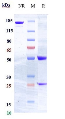 Invitrogen FLT3 (CD135) Biosimilar Recombinant Monoclonal Antibody:Antistoffer:Primære