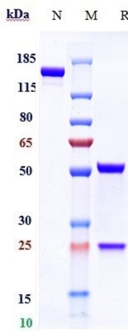 Invitrogen Volagidemab Recombinant Monoclonal Antibody 1 mg; Unconjugated:Antikörper