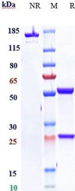 Invitrogen CSF3R (CD114) Biosimilar Recombinant Monoclonal Antibody:Antibodies:Primary