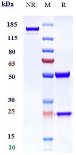Invitrogen Ragifilimab Recombinant Monoclonal Antibody 100 &mu;g; Unconjugated:Antibodies,