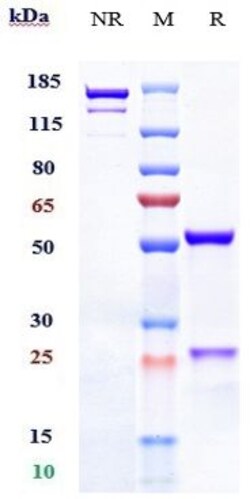 Invitrogen Talquetamab Recombinant Monoclonal Antibody:Antibodies:Primary