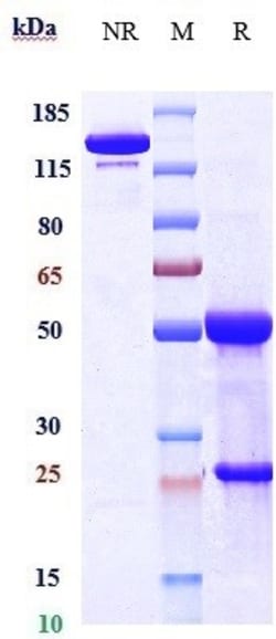 Invitrogen GREM1 Biosimilar Recombinant Monoclonal Antibody:Antibodies:Primary