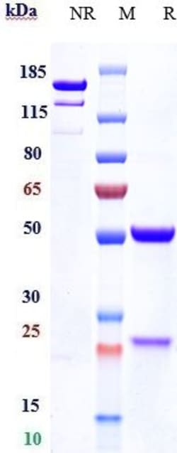 Invitrogen Haptoglobin Biosimilar Recombinant Monoclonal Antibody 100 &mu;g;
