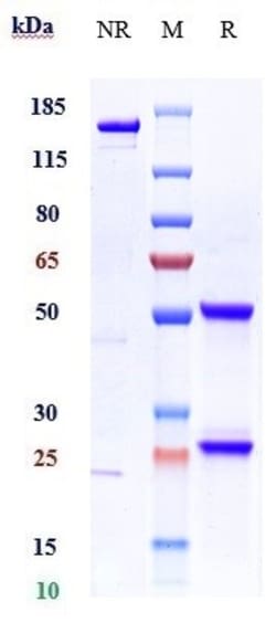 Invitrogen Ficlatuzumab Recombinant Monoclonal Antibody 100 &mu;g; Unconjugated:Antibodies,