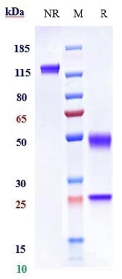 Invitrogen Rilotumumab Recombinant Monoclonal Antibody:Antibodies:Primary
