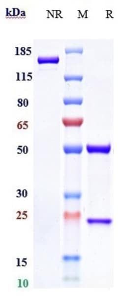 Invitrogen Emibetuzumab Recombinant Monoclonal Antibody:Antibodies:Primary
