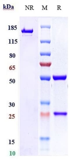 Invitrogen Vopratelimab Recombinant Monoclonal Antibody 100 &mu;g, Unconjugated:Antibodies,