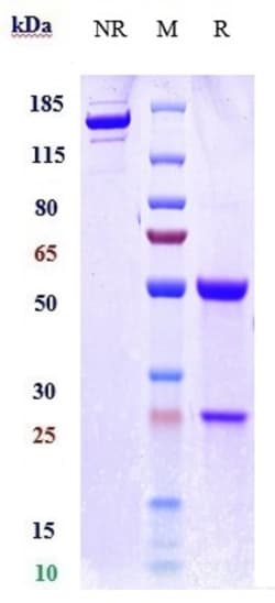 Invitrogen Rontalizumab Recombinant Monoclonal Antibody:Antibodies:Primary