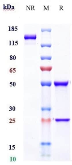 Invitrogen Sifalimumab Recombinant Monoclonal Antibody 1 mg; Unconjugated:Antibodies,
