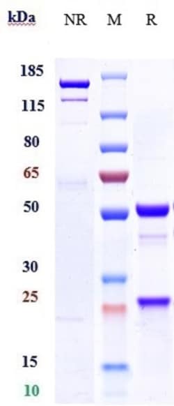Invitrogen Xentuzumab Recombinant Monoclonal Antibody 1 mg:Antibodies,