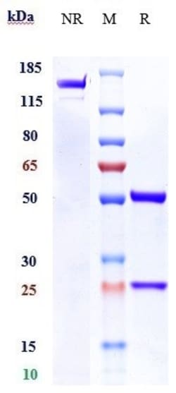 Invitrogen IL13RA2 Biosimilar Recombinant Monoclonal Antibody:Antibodies:Primary