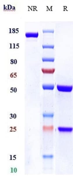 Invitrogen IL1R1 Biosimilar Recombinant Monoclonal Antibody:Antibodies:Primary