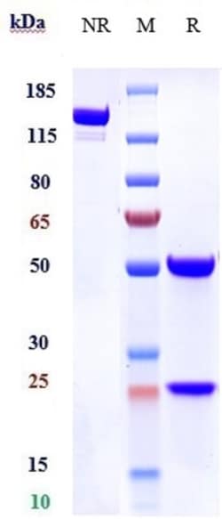 Invitrogen Spesolimab Recombinant Monoclonal Antibody:Antibodies:Primary