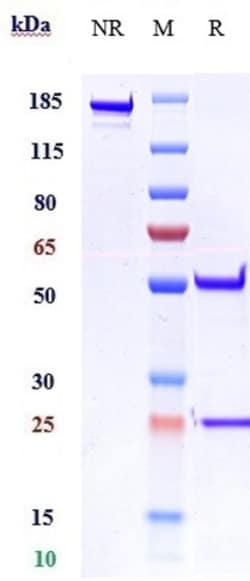 Invitrogen Imsidolimab Recombinant Monoclonal Antibody:Antibodies:Primary
