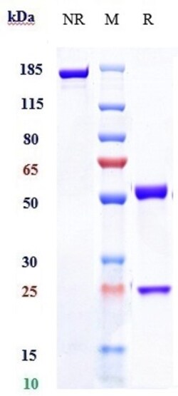 Invitrogen Fletikumab Recombinant Monoclonal Antibody 1 mg; Unconjugated:Antibodies,