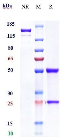 Invitrogen IL20RA Biosimilar Recombinant Monoclonal Antibody:Antibodies:Primary