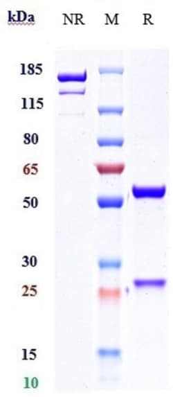 Invitrogen Fezakinumab Recombinant Monoclonal Antibody:Antibodies:Primary