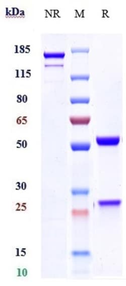 Invitrogen Guselkumab Recombinant Monoclonal Antibody:Antibodies:Primary