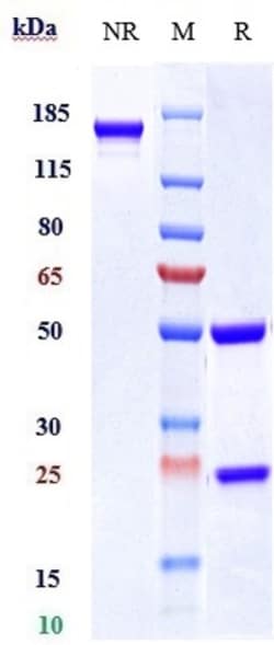 Invitrogen Tildrakizumab Recombinant Monoclonal Antibody:Antibodies:Primary