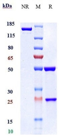 Invitrogen CD122/CD132 Biosimilar Recombinant Monoclonal Antibody 1 mg;