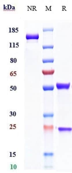 Invitrogen Daclizumab Recombinant Monoclonal Antibody:Antibodies:Primary