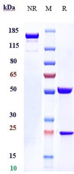 Invitrogen Nemolizumab Recombinant Monoclonal Antibody 1 mg; Unconjugated:Antibodies,