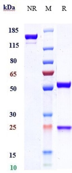 Invitrogen Etokimab Recombinant Monoclonal Antibody 1 mg; Unconjugated:Antibodies,
