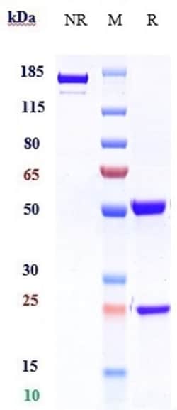 Invitrogen Benralizumab Recombinant Monoclonal Antibody:Antibodies:Primary