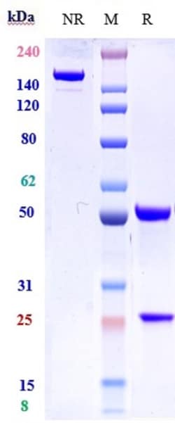 Invitrogen Lusvertikimab Recombinant Monoclonal Antibody:Antibodies:Primary
