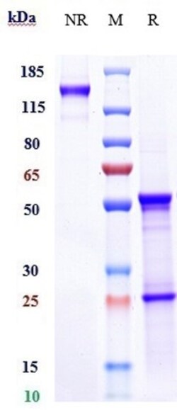 Invitrogen IL-8 Biosimilar Recombinant Monoclonal Antibody 1 mg:Antibodies,