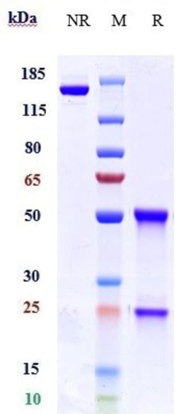 Invitrogen KIR2DL1 Biosimilar Recombinant Monoclonal Antibody:Antibodies:Primary