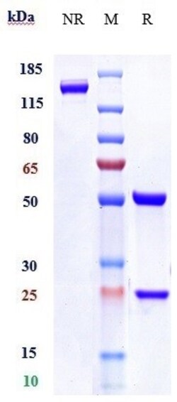 Invitrogen Relatlimab Recombinant Monoclonal Antibody 1 mg; Unconjugated:Antibodies,