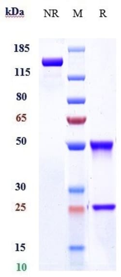 Invitrogen Mibavademab Recombinant Monoclonal Antibody:Antibodies:Primary