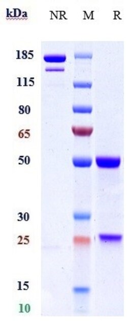 Invitrogen Narsoplimab Recombinant Monoclonal Antibody 100 &mu;g, Unconjugated:Antibodies,