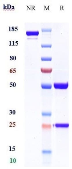 Invitrogen MERTK Biosimilar Recombinant Monoclonal Antibody:Antibodies:Primary