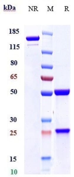 Invitrogen Amatuximab Recombinant Monoclonal Antibody:Anticorps:Anticorps