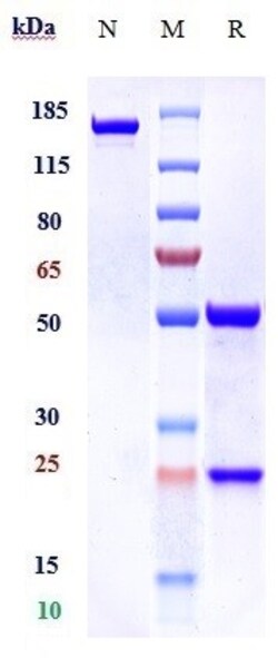 Invitrogen Oregovomab Recombinant Monoclonal Antibody 1 mg; Unconjugated:Antibodies,