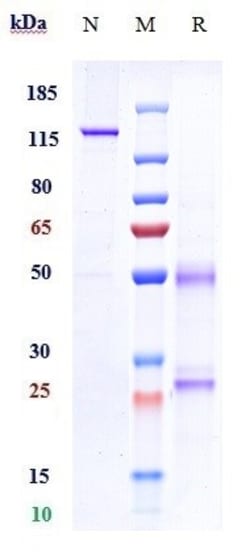 Invitrogen Fulranumab Recombinant Monoclonal Antibody 100 &mu;g; Unconjugated:Antibodies,