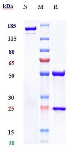 Invitrogen Monalizumab Recombinant Monoclonal Antibody 1 mg; Unconjugated:Antibodies,