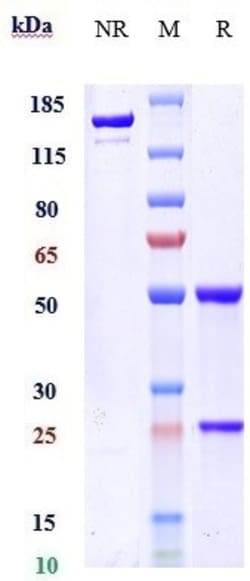 Invitrogen Ozanezumab Recombinant Monoclonal Antibody:Antibodies:Primary