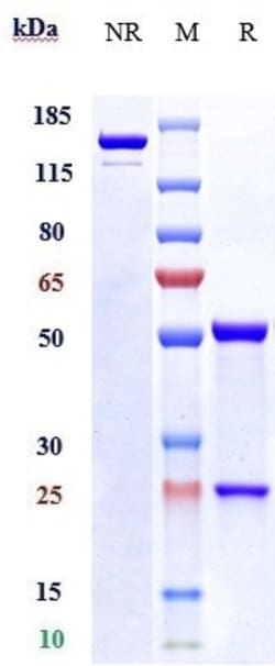 Invitrogen Vesencumab Recombinant Monoclonal Antibody 100 &mu;g; Unconjugated:Antibodies,