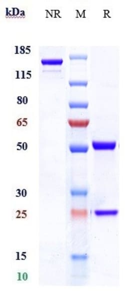 Invitrogen Tavolixizumab Recombinant Monoclonal Antibody 100 &mu;g; Unconjugated:Antibodies,
