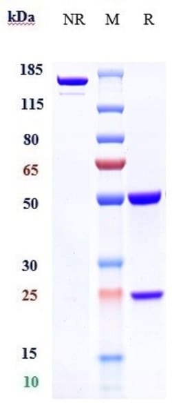 Invitrogen Oxelumab Recombinant Monoclonal Antibody:Antibodies:Primary