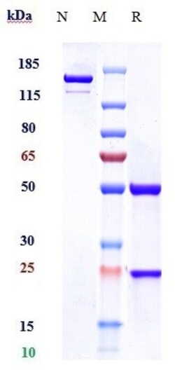 Invitrogen PDGF-C Biosimilar Recombinant Monoclonal Antibody:Antibodies:Primary