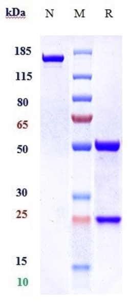 Invitrogen Rinucumab Recombinant Monoclonal Antibody 1 mg; Unconjugated:Antibodies,